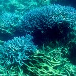 生态 健康与科技 - 联合国教科文组织专家评估世界遗产大堡礁