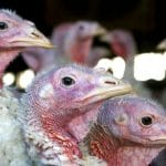 美国禽流感导致5054万只家禽死亡，创下纪录