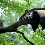 在台大熊猫团团之死 引不少哀悼与评两岸关系