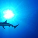 50多种鲨鱼有望被列入国际公约保护清单