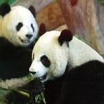 台媒报道称，大陆赠台大熊猫「团团」再度癫痫发作不幸离世，有哪些信息值得关注？