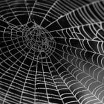 请问这类蜘蛛网中间为什么留空呢？