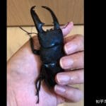 同样体型的螳螂可以吊打所有地球已知动物吗?