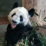 美国孟菲斯动物园宣布归还大熊猫丫丫和乐乐