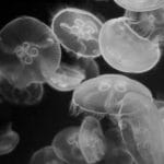 水母大多有毒，可以食用的海蜇是没有毒的品种还是通过烹饪消去了毒性？