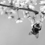 蜜蜂和花这种共生系统是怎么演化来的？