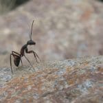 蚂蚁高度社会化，蚂蚁有没有可能发展出智能？