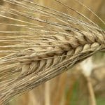 中国又大量购买法国大麦