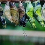 昆虫为什么要进化出蛹这种不利于生存的形态？