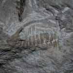 你见过的古生物化石有多漂亮？