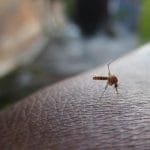 如果被一只蚊子咬到了大动脉会发生什么？