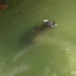 上海动物园通报小老虎意外溺亡「因应激跳入水池，未能成功打捞」，如何看待此事？动物园需要承担责任吗？