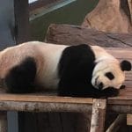 养不起？　芬兰动物园欲将两熊猫归还中国