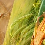 中国2023初已购法国大麦猛增