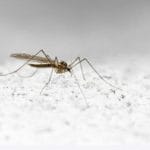 为什么蚊子的嘴不是很坚硬，但是可以刺进人的皮肤？
