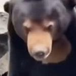 堵众口悠悠 中国动物园被迫辟谣熊是人“伪装”的