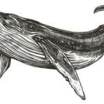 座头鲸的特殊癖好：出手搭救虎鲸的猎物（虎鲸：你蛇精病啊！