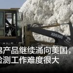 新疆棉产品继续涌向美国，美国海关检测工作难度很大
