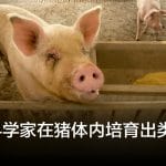 中国科学家在猪体内培育出类人肾