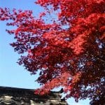 描写「秋」的古诗词有哪些？