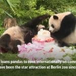 柏林动物园出生的双胞胎熊猫四岁生日后将送回中国