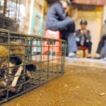 中美互相指责，但新研究称新冠病毒源自蝙蝠