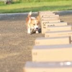 中国首只柯基警犬“福仔”：粉丝40万，巡逻抢小朋友烤肠