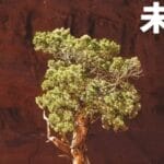 早报｜OpenAI 与苹果前首席设计官宣布合作/小米卢伟冰：玄戒芯片不止一款/钟睒睒：农夫山泉所有产品都无法代工