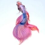 水缸里的观赏鱼类有可能得精神病吗?