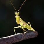 为什么0.1KG以上动物中没有像螳螂、螳螂虾、枪虾一样以前肢作为主要武力输出部位的？