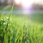 为什么野草比花园植物更早感知春天？