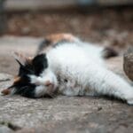 动物是否有同类死亡的意识?