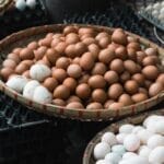 以现在的科学，能造出「鸡蛋」吗？