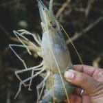 虾是海蟑螂吗？为啥感觉不怎么卫生呢?