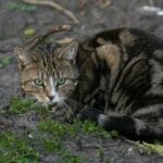 猫猫识数吗？如果我拿走她生的一个小喵喵，她能意识到孩子少了一个吗？