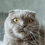 怎么判断自己在猫心里的地位？