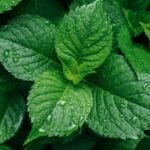 你知道哪些关于自然界植物的冷知识？