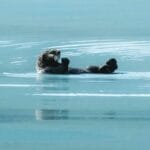 怎么区分水獭、海獭、海狸、河狸、水豚？