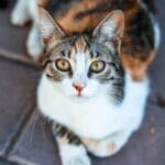 在猫心里，主人是什么地位？