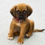 为什么现在科技飞速发展，狂犬病发病后死亡率仍然是100%？