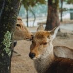 为什么生物要分公母？可以直接无性繁殖不是更方便吗？