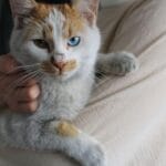 历史上有哪些知名「猫奴」？