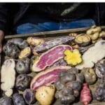 研究发现土豆的「妈妈」是番茄，这个说法有道理吗？