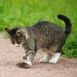 如果人类能短暂体验猫咪的视觉、听觉和嗅觉，最震撼的会是什么？