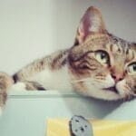 猫猫会用语言表达情绪吗？都有哪些表现方式？