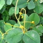 植物是否算一种运动极其缓慢的触手怪？