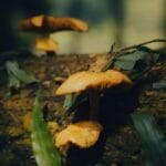 生物可以合成纤维，也可以合成塑料，那么能不能长出复合材料的支撑结构？