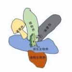 海带竟然不是植物？！那是个啥？