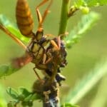 像除「四害」一样大量捕杀马蜂，合适吗？