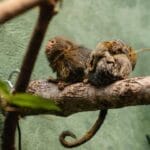 斯特拉斯堡动物研究饲养中心丢失12只狨猴（ouistitis）